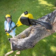 Best Tree Health Inspection  in St Hedwig, TX