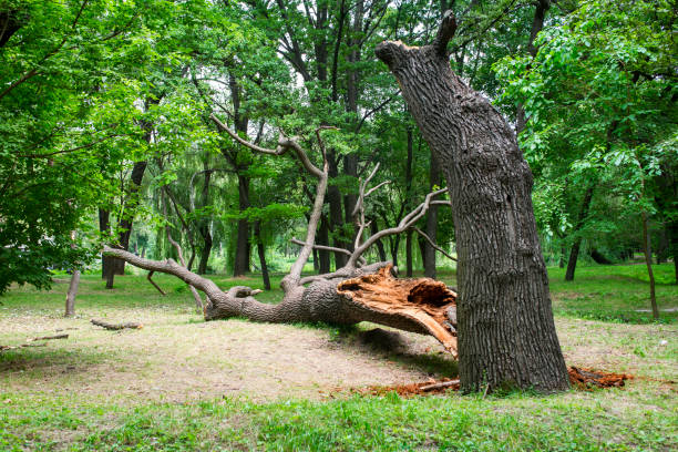 Best Storm Damage Tree Cleanup  in St Hedwig, TX