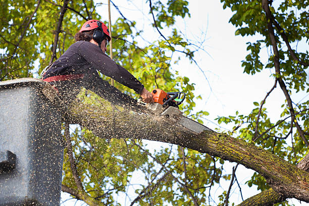 Best Firewood Processing and Delivery  in St Hedwig, TX