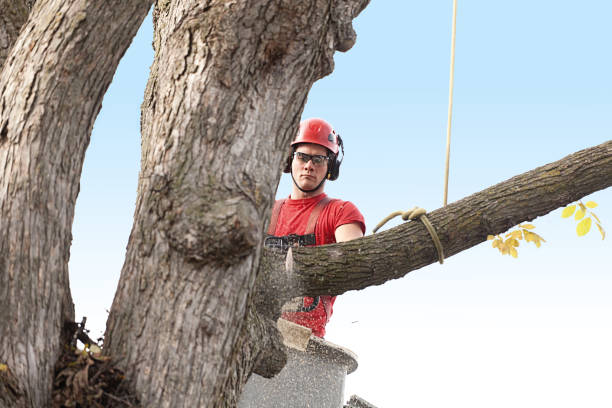 Tree and Shrub Care in St Hedwig, TX